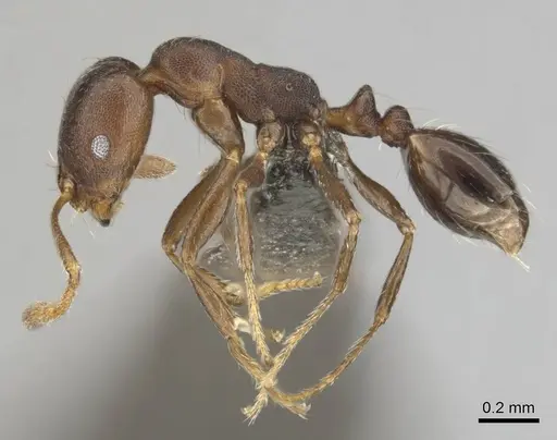 Monomorium junodi - CASENT0253725