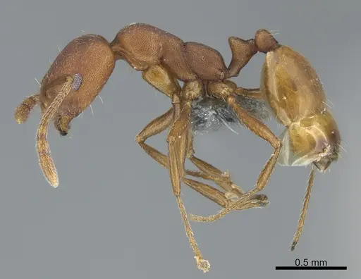 Monomorium junodi - CASENT0786184