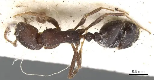 Monomorium junodi - CASENT0902195