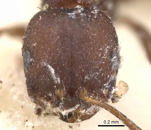 Monomorium junodi - CASENT0902195