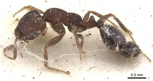 Monomorium junodi - CASENT0902195