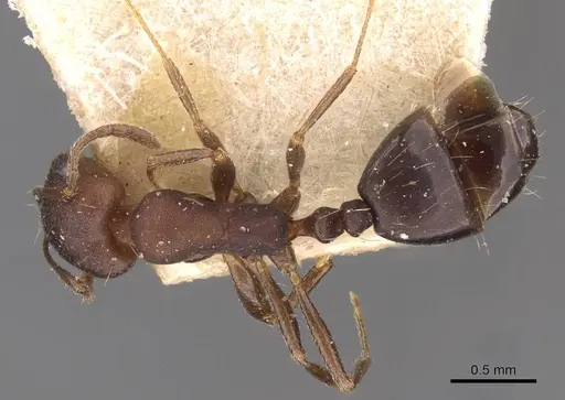 Monomorium junodi - CASENT0908741