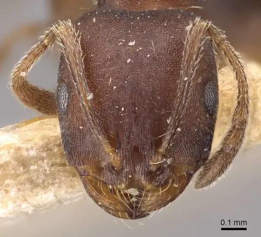 Monomorium junodi - CASENT0908741
