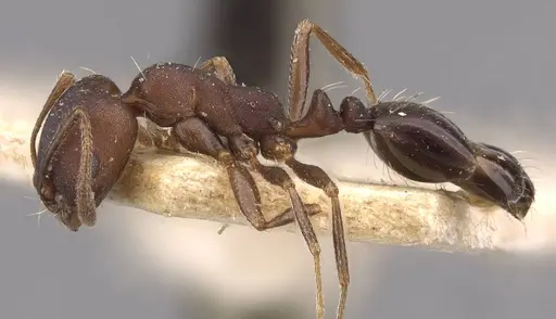 Monomorium junodi - CASENT0908741
