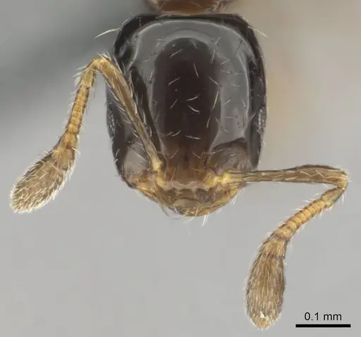Monomorium kelapre specimen