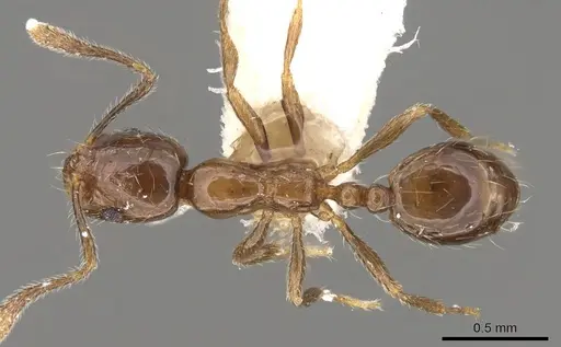 Monomorium kineti specimen