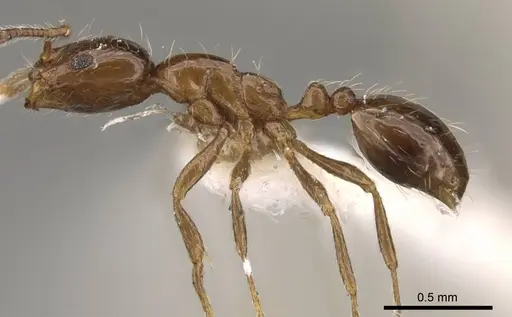 Monomorium kineti specimen