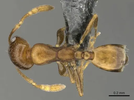 Monomorium kitectum specimen