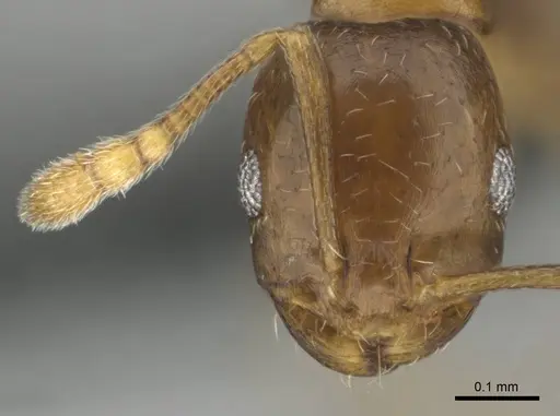 Monomorium kitectum specimen