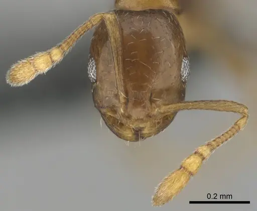 Monomorium kitectum specimen