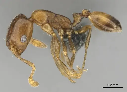 Monomorium kitectum - CASENT0252826