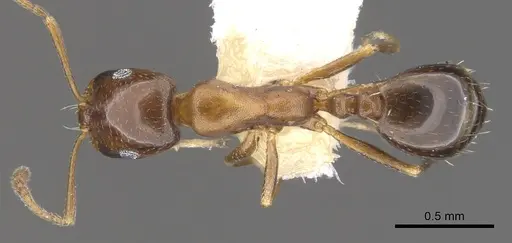 Monomorium kitectum - CASENT0902202