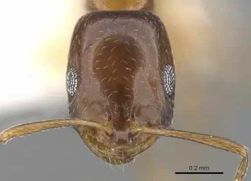 Monomorium kitectum - CASENT0902202