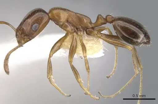 Monomorium kitectum - CASENT0902202