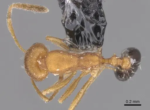 Monomorium knappi specimen