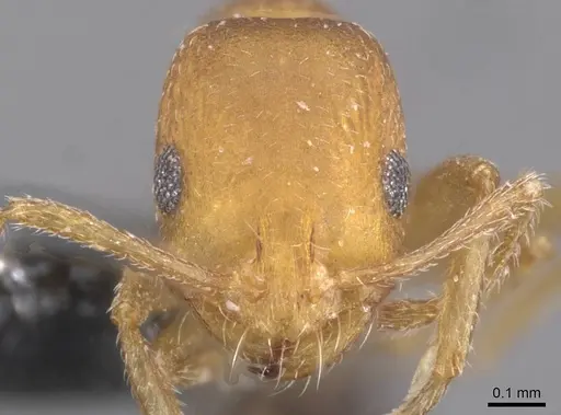 Monomorium knappi specimen