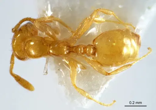 Monomorium laeve specimen