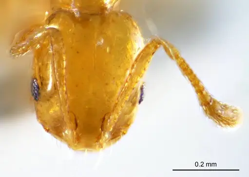 Monomorium laeve specimen