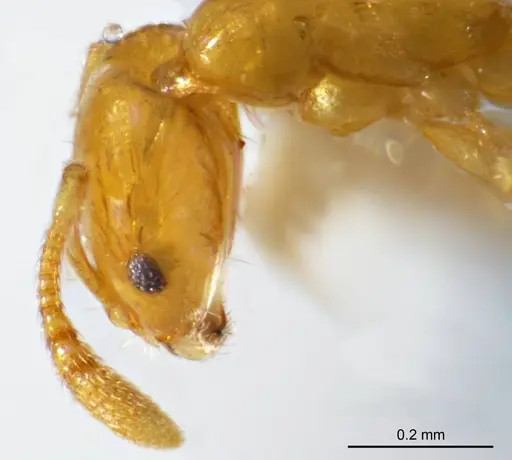 Monomorium laeve specimen