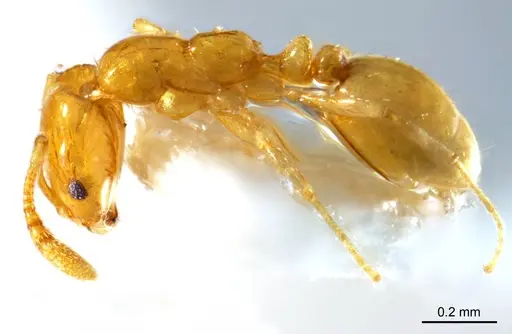 Monomorium laeve - ANTWEB1008679