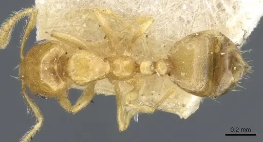 Monomorium laeve - CASENT0904588