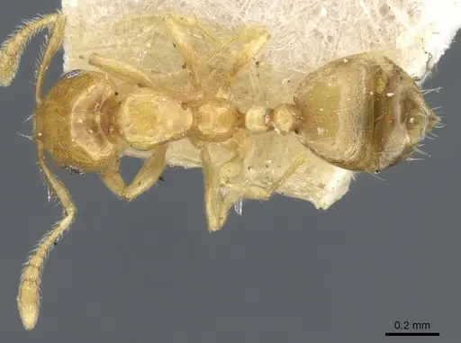 Monomorium laeve - CASENT0904588