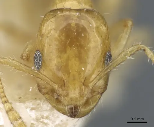 Monomorium laeve - CASENT0904588