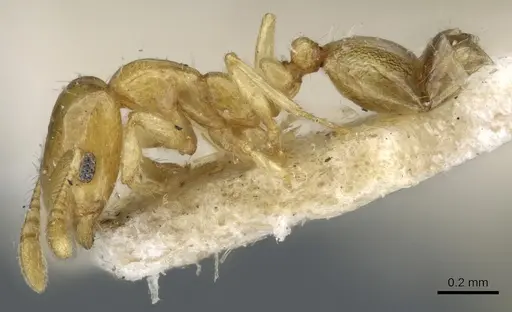 Monomorium laeve - CASENT0904588