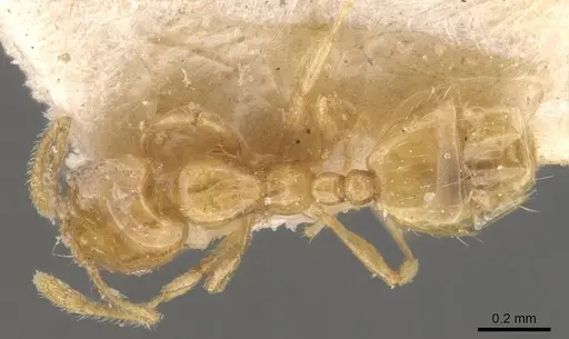 Monomorium laeve - CASENT0908770