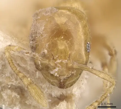 Monomorium laeve - CASENT0908770