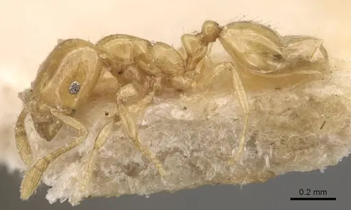 Monomorium laeve - CASENT0908770