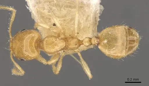 Monomorium laeve - CASENT0908771