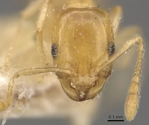 Monomorium laeve - CASENT0908771