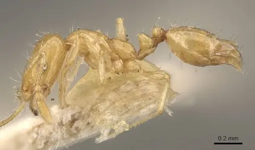 Monomorium laeve - CASENT0908771