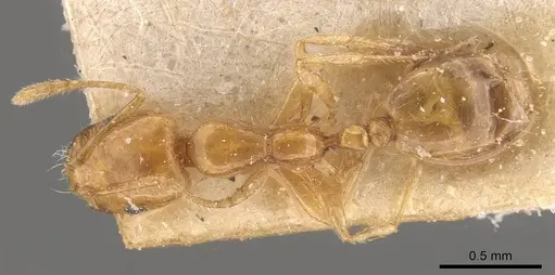 Monomorium laeve - CASENT0908772