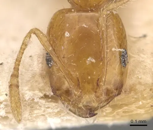 Monomorium laeve - CASENT0908772