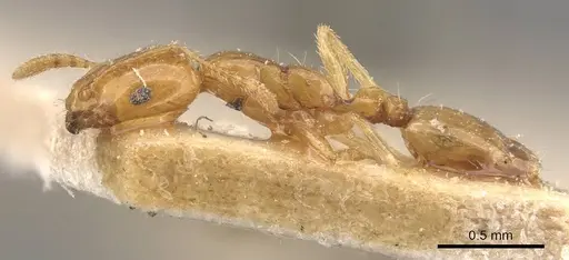 Monomorium laeve - CASENT0908772