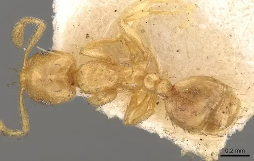 Monomorium laeve - CASENT0914401