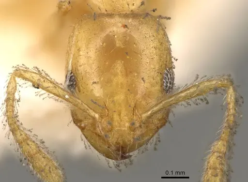 Monomorium laeve - CASENT0914401