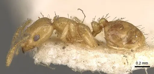 Monomorium laeve - CASENT0914401