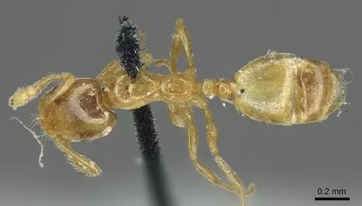 Monomorium laeve - CASENT0916019