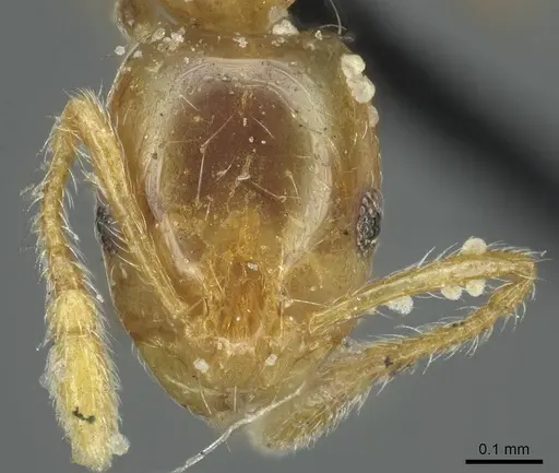 Monomorium laeve - CASENT0916019