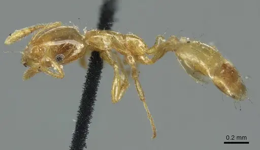 Monomorium laeve - CASENT0916019