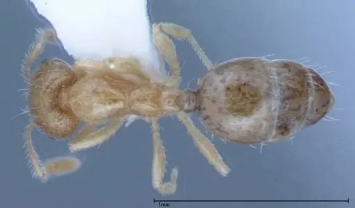 Monomorium laeve - FOCOL0049-1