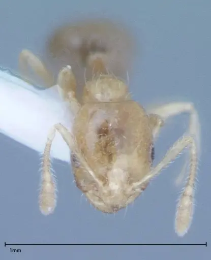 Monomorium laeve - FOCOL0049-1