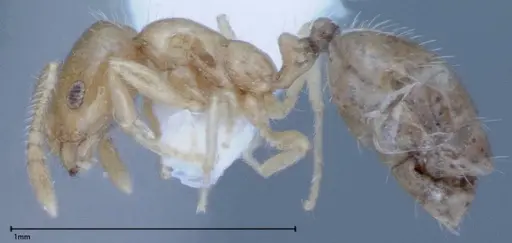 Monomorium laeve - FOCOL0049-1