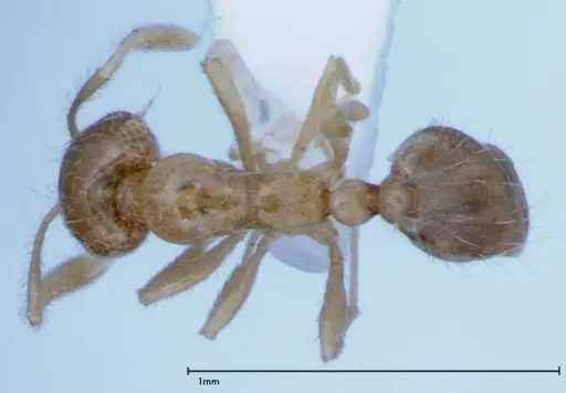 Monomorium laeve - FOCOL0049-2