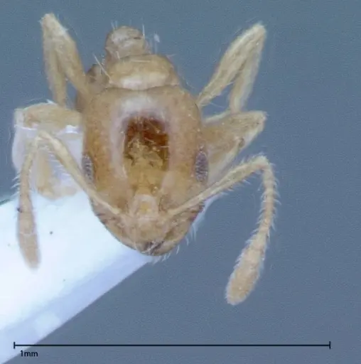 Monomorium laeve - FOCOL0049-2