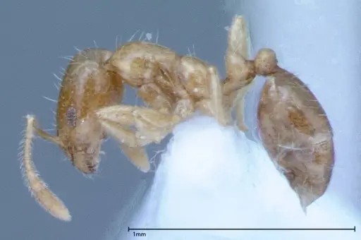 Monomorium laeve - FOCOL0049-2