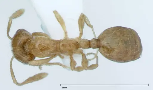 Monomorium laeve - FOCOL0050-1